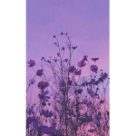 Aesthetic Yanna_