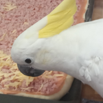- cockatoo -