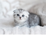 ProKitty
