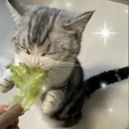 🥬