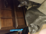 Smokey my cat