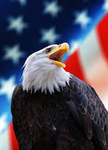 FREEDOM LAND