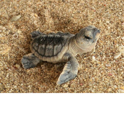 TURTLE SQUAD!!! Racing