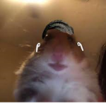 ~Rat Fam~