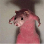 Rat's Gang