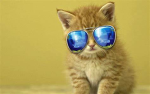 the cool kitty club 1.0