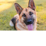 German Shepherds Fan Group!!! :D