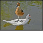 EPIK DUCKS OWNERS