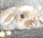 ~ soft bunnies ~