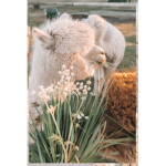 llama live