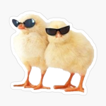 Chick dude’s