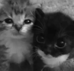 Cutee1 Group Thumbnail