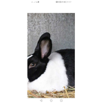 Bunlove