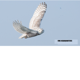 Owl Headquarters