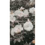 Sunshine And Flowers Boutique