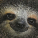 slofh groop