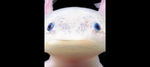 axolotly rafalmastera