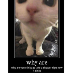 Dev??'s Cat club