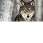 ~Wolf Family~