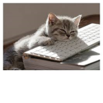 Computer Cat Clothing