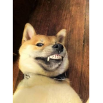 Doges site 17