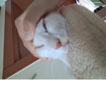 달갈계란자방