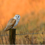 We love owls!