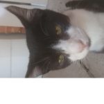 Mizki