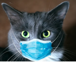 Vibe cat