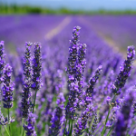 ~+Lavender+~