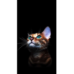 Catcity123