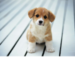 Doggy club Cool