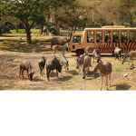 THE SAFARI