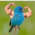 The Buff Birdies