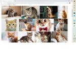the fans of animals