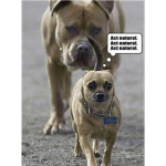 Funny pictures of animals!
