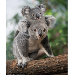 Global Koalas