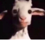 All Hail LankyBox