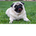 #pets_group