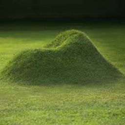 Grassy landscape