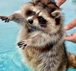 WeAreRaccoons