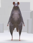 ratti’s rats