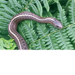 TheSnakeCommunity