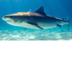 Shark Squad Fan Club