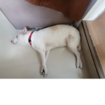 Look at the dog in the group photo