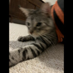 apollo money machine