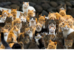 Creeper Cat Club