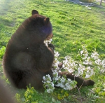 ‘ elle’s cubs
