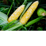 cornstarch official fan group
