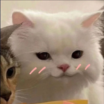 Miau miauu uwu